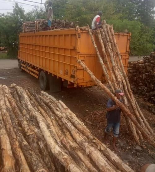 Kayu Dolken Gelam